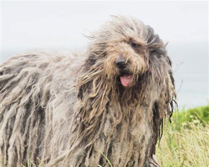 17 Intriguing Facts About Polish Tatra Sheepdog