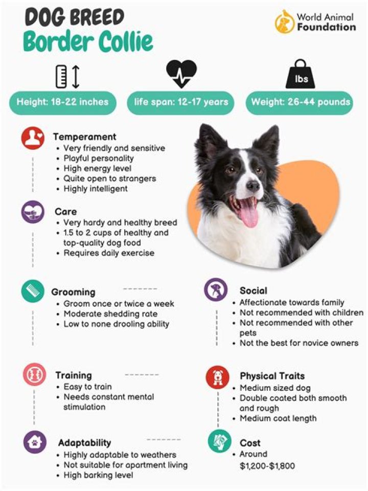 17 Mind-blowing Facts About Border Collie
