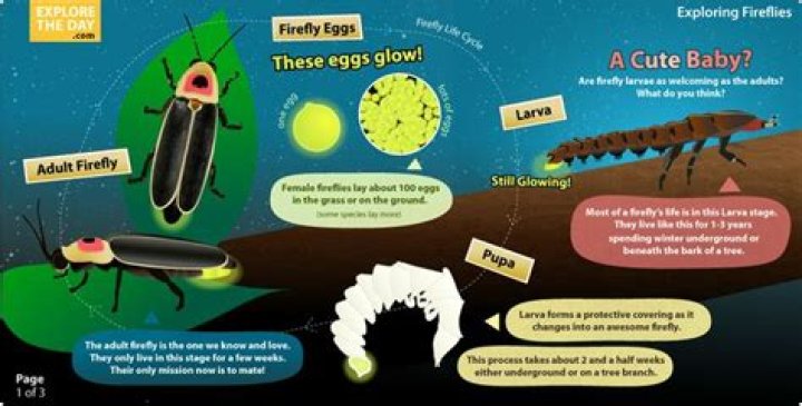 18 Astonishing Facts About Firefly