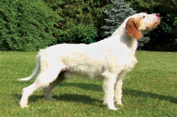 18 Astonishing Facts About Istrian Coarse-Haired Hound