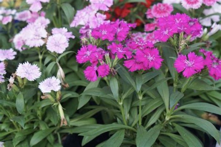 18 Astonishing Facts About Sweet William