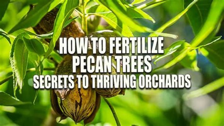18 Facts Pecan Tree Fertilizer