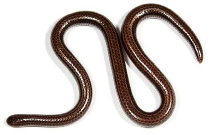 18 Intriguing Facts About Barbados Threadsnake