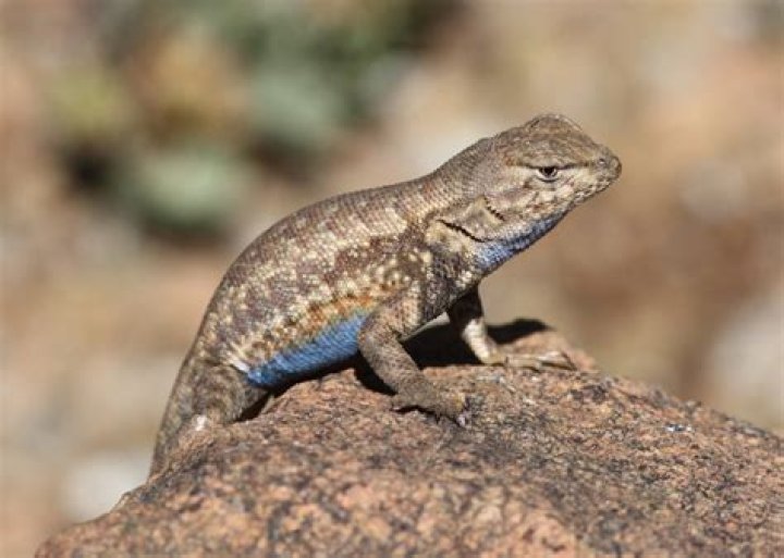 18 Sagebrush Lizard Facts - Facts.net