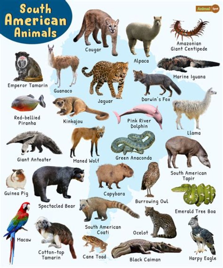 18 South America Animal Facts