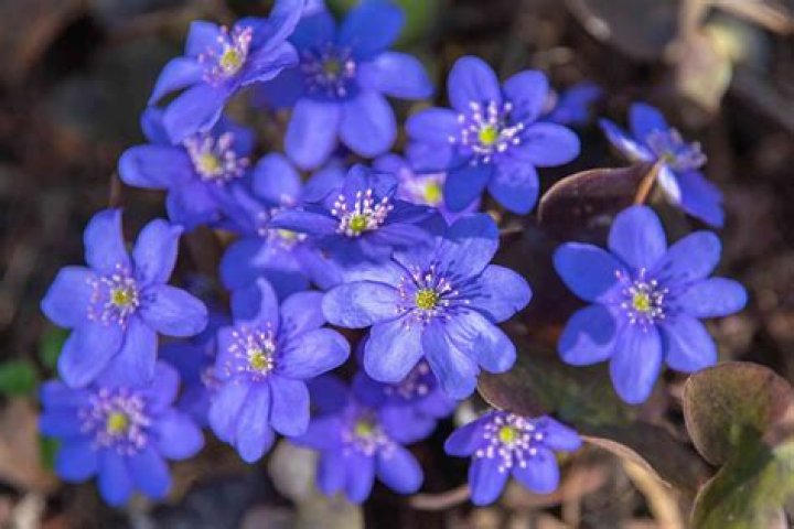 19 Astonishing Facts About Hepatica