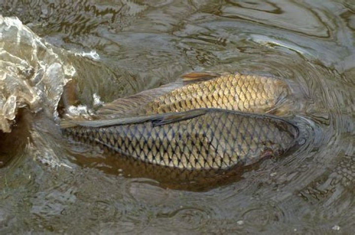 19 Carp Spawning Facts - Facts.net