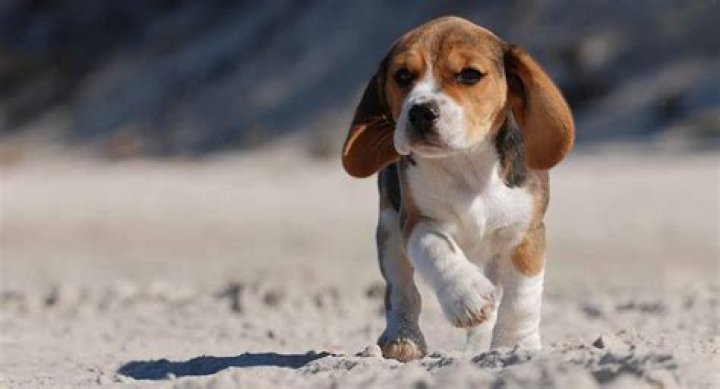 19 Fascinating Facts About Beagle