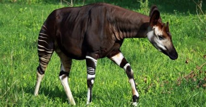 19 Okapi Facts For Kids