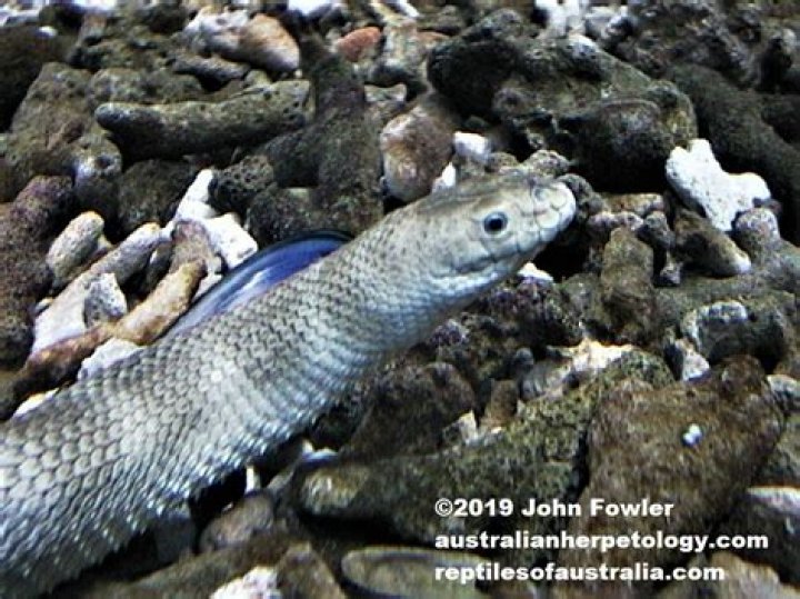 19 Surprising Facts About Spine-bellied Sea Snake