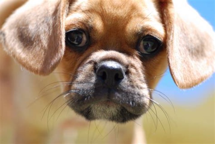 19 Surprising Pugalier Facts You Need to Know