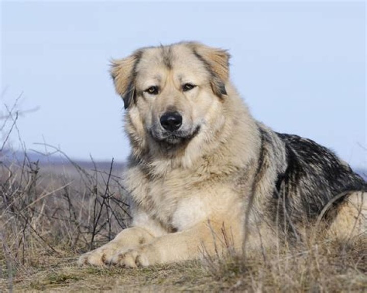 19 Unbelievable Facts About Georgian Shepherd Dog
