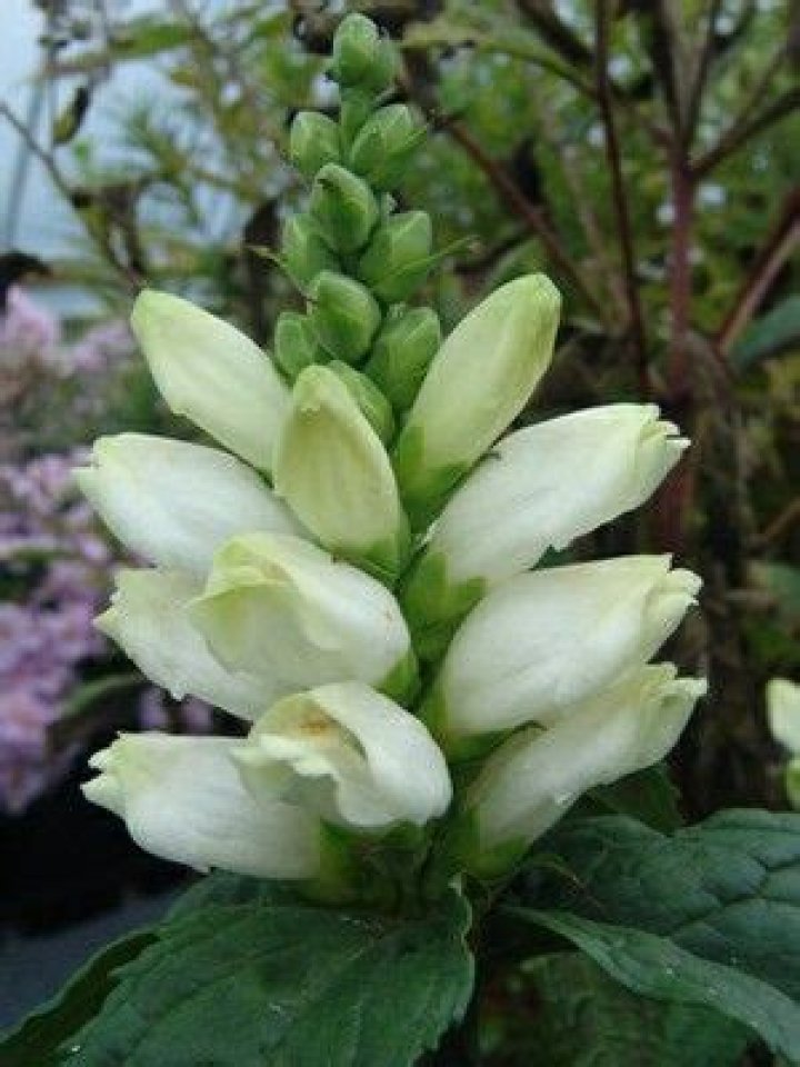 20 Extraordinary Facts About Turtlehead