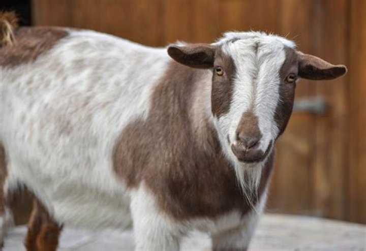 20 Fun Facts About Nigerian Dwarf Goats