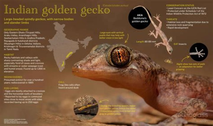 20 Golden Gecko Facts - Facts.net