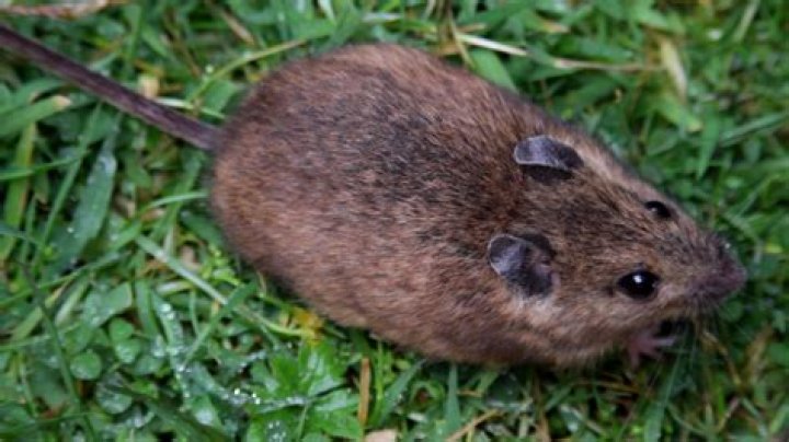 20 Jumping Mice Facts - Facts.net