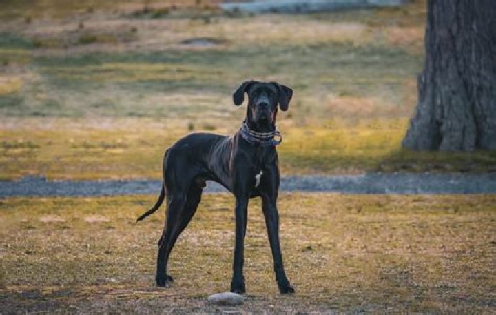 20 Scariest Dog Breeds In The World