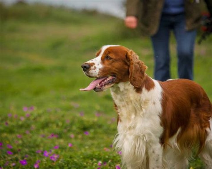 20 Surprising Facts About English Springer Spaniel