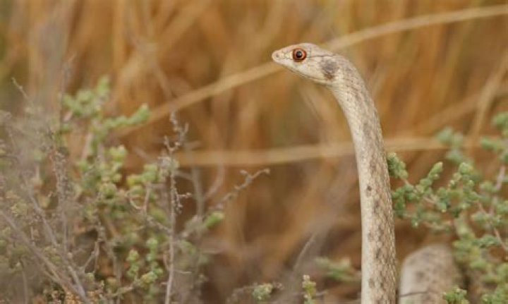 20 Surprising Facts About False Cobra