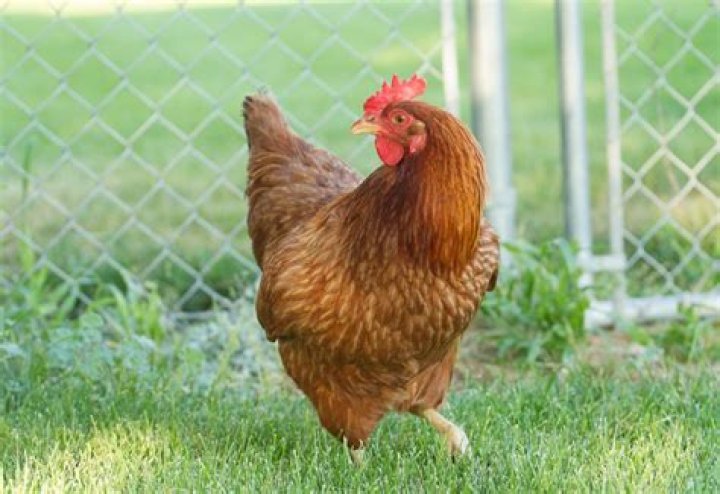 20 Turken Chicken Facts - Facts.net