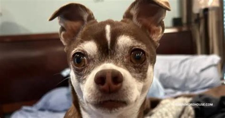 200+ Dog Names That Start With M