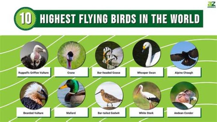 25 Great Facts About Fly
