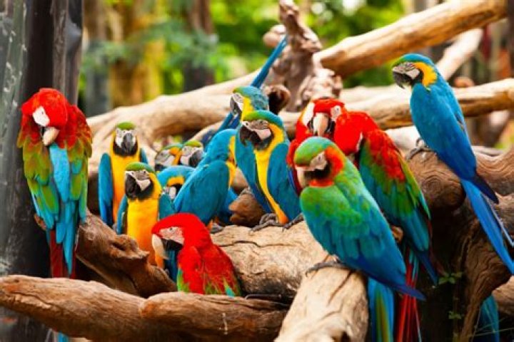 30 Types of Parrots for Avian Enthusiasts