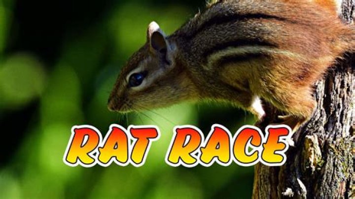 38 Facts about the movie Rat Race