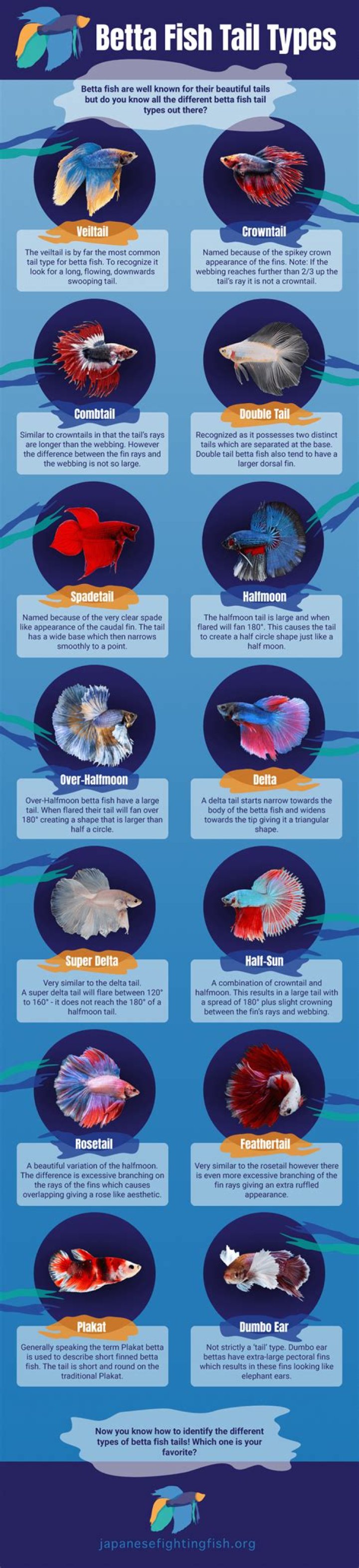 40 Types of Betta Fish Too Beautiful To Miss
