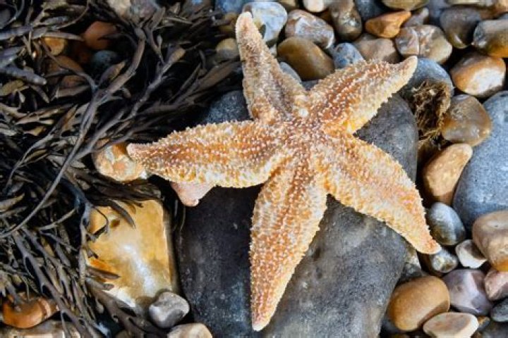 50 Types of Starfish With Pictures