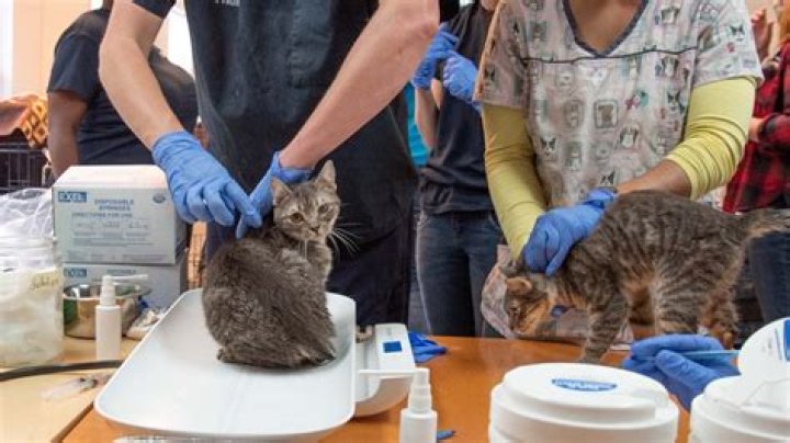 59 kittens rescued inside Sandy Springs condo