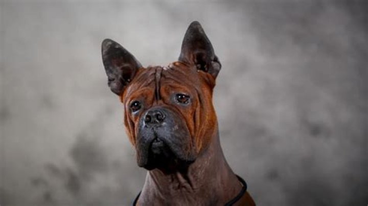 8 Extraordinary Facts About Chongqing Dog