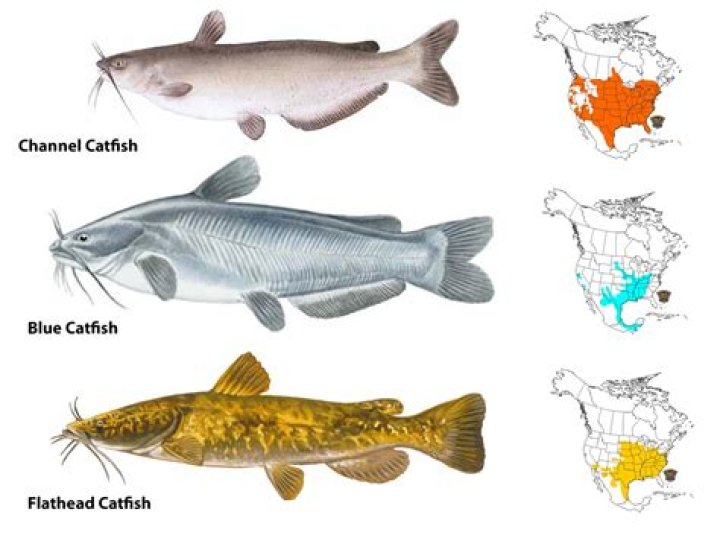 8 Types of Catfish on Catfish