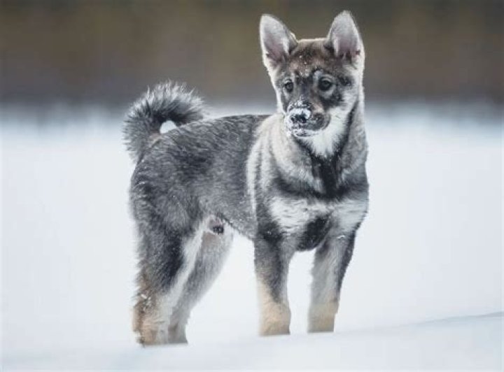 8 Unbelievable Facts About Jämthund (Swedish Elkhound)