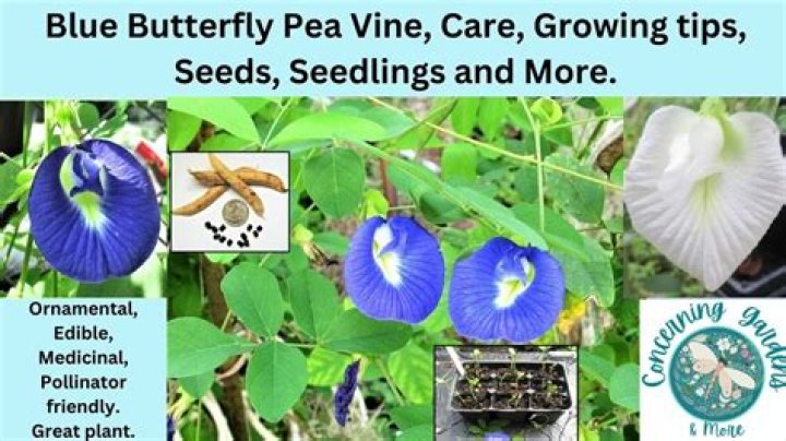 A blue butterfly plant is true blue