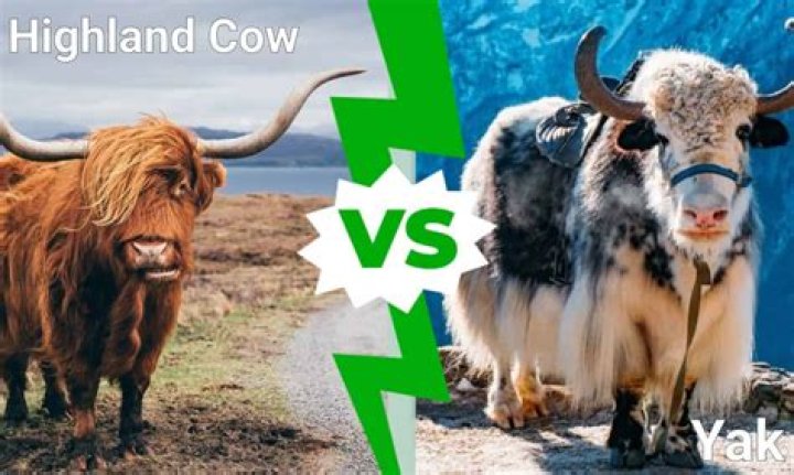 A YAK vs A COW What is The Difference Between A YAK And A COW