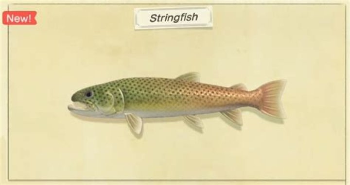 ACNH Stringfish Appearance Time - How to Catch