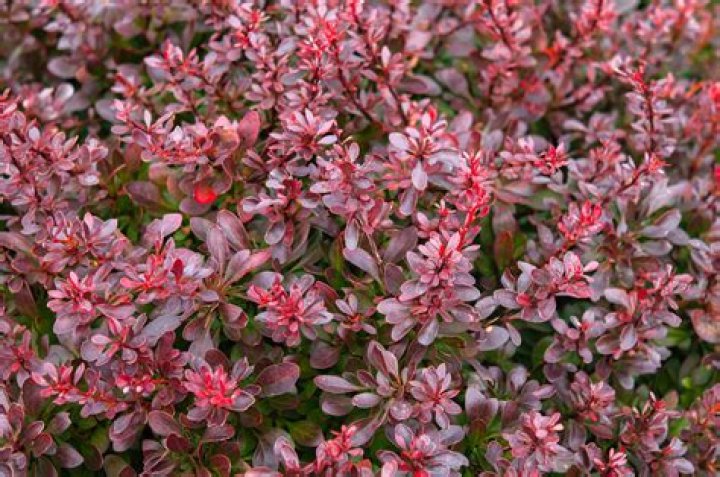 Add Color To Shrubs With Japanese Barberry