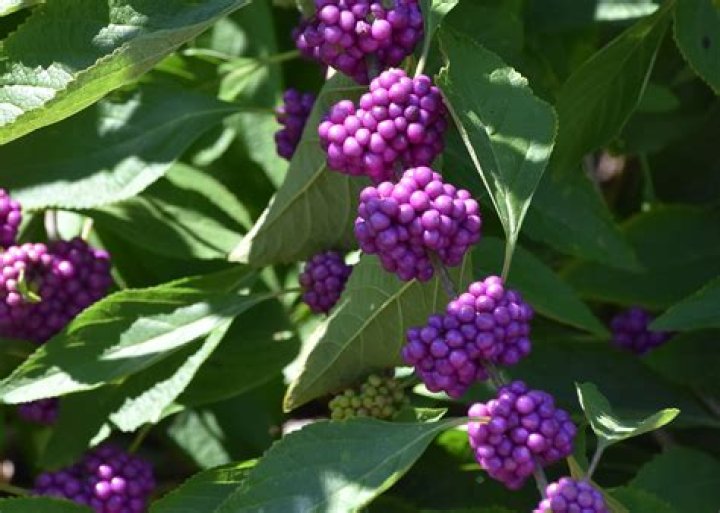 American Beautyberry | Mississippi State University Extension Service