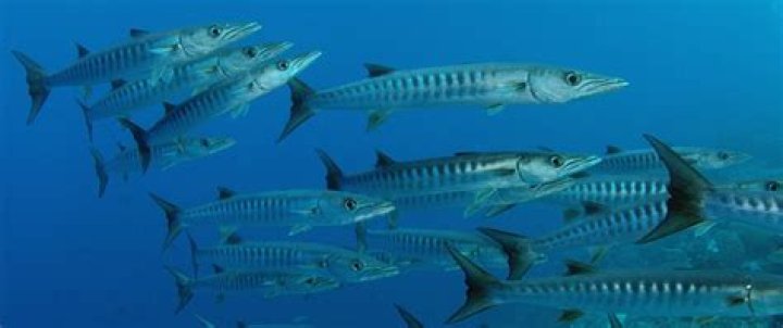 Analysis: 'Barracuda' shows her teeth