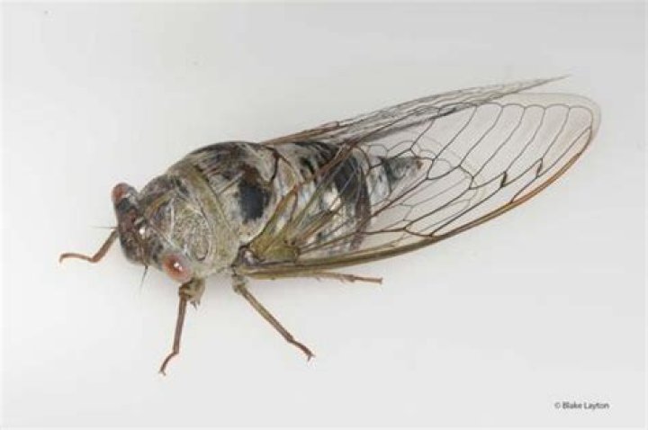 Annual Cicadas, Vol. 8, No. 20