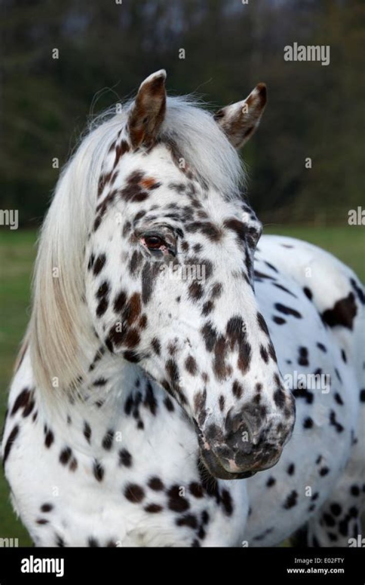 	Appaloosa	
