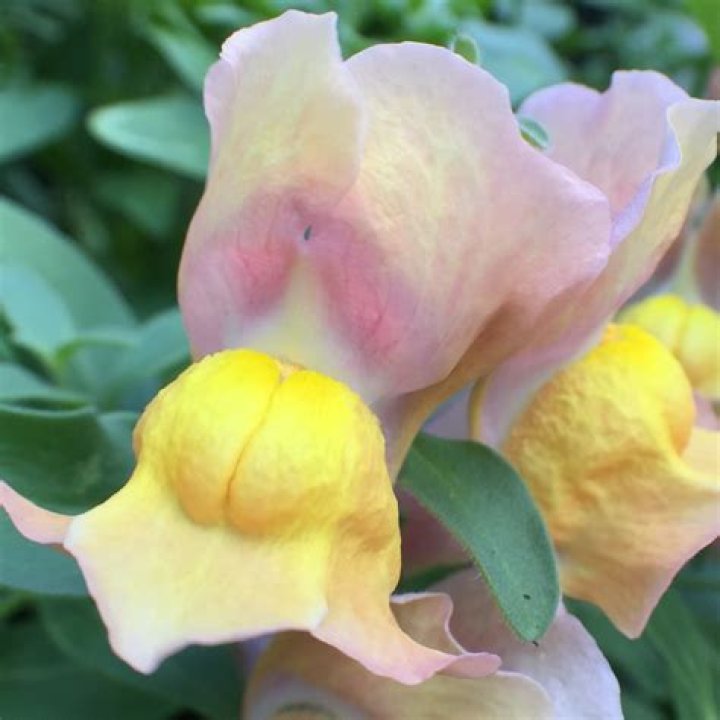 Are snapdragons edible?