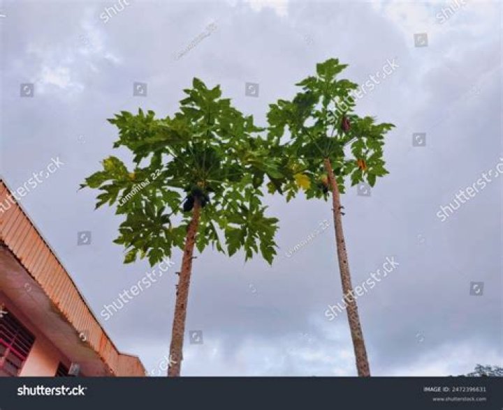 Balikpapan, the New Papaya Hub