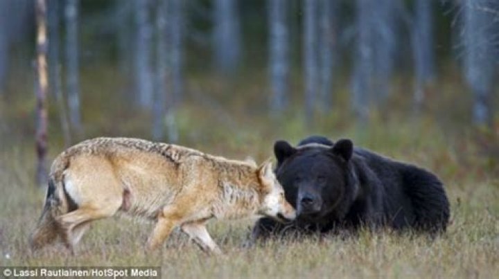 Bear, Wolf's Unlikely Friendship  