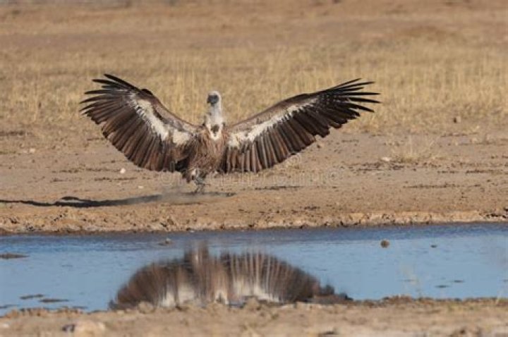 Big Twitchy - Vulture