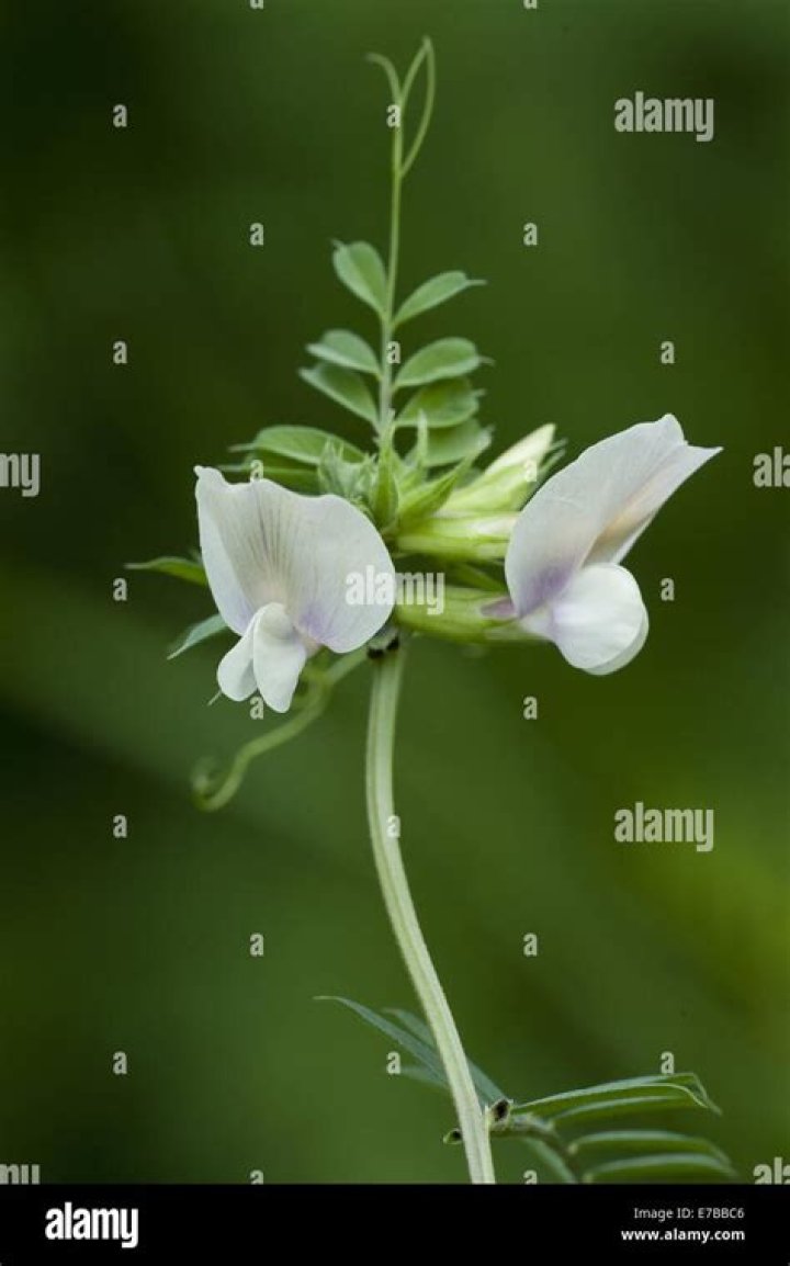 Bigflower Vetch (Vicia grandiflora) | Mississippi State University Extension Service
