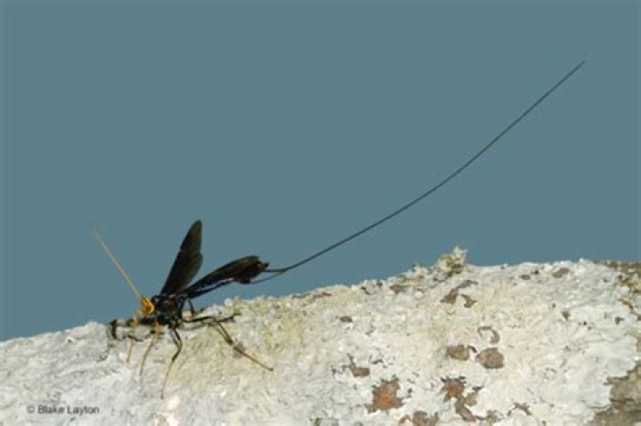 Black Giant Ichneumon Wasp, Vol. 7, No. 30
