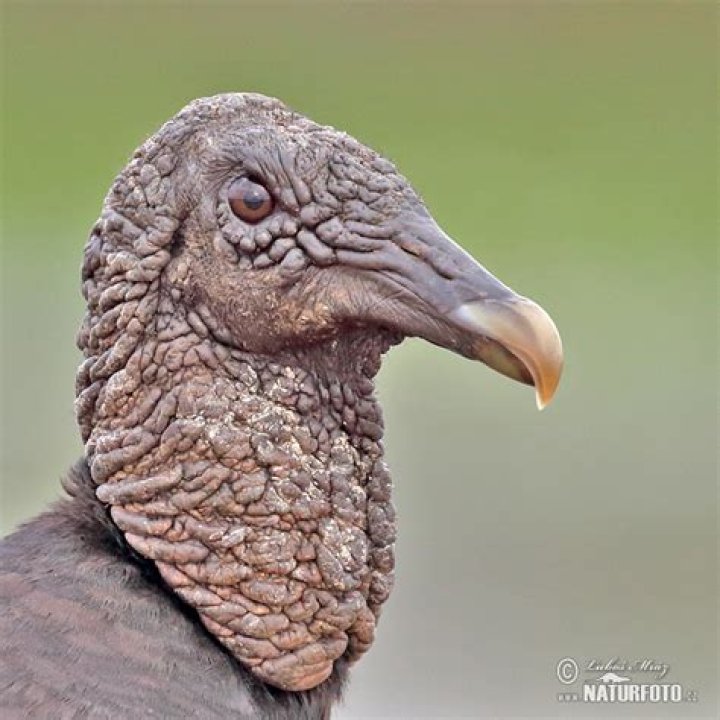 Blerg - Vulture