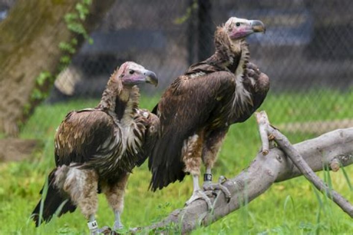 Boobz - Vulture